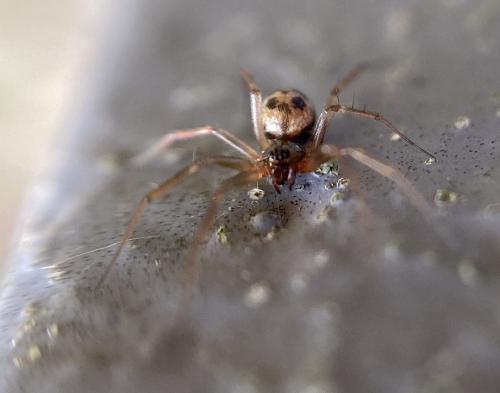 Tenuiphantes sp.